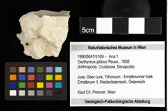 Foto (Objekt + Etiketten) von Oxythyreus gibbus (Reuss, 1858) 